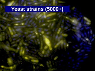 Yeast strains (5000+)
 