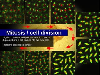 Mitosis / cell division
Highly choreographed process in which DNA is
duplicated and a cell divides into two new cells

Problems can lead to cancer
 
