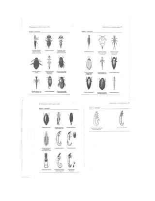 Bioindicación de la calidad del agua en colombia roldan 2003 | PDF