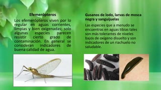 Efemerópteros
Los efemerópteros viven por lo
regular en aguas corrientes,
limpias y bien oxigenadas; solo
algunas especies parecen
resistir cierto grado de
contaminación. En general se
consideran indicadores de
buena calidad de agua.
Gusanos de lodo, larvas de mosca
negra y sanguijuelas
Las especies que a menudo se
encuentras en aguas tibias tales
son más tolerantes de niveles
bajos de oxígeno disuelto y son
indicadores de un riachuelo no
saludable.
 