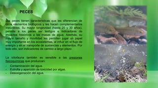 PECES
Los peces tienen características que les diferencian de
otros elementos biológicos y les hacen complementarios
ineludibles. Su mayor longevidad (hasta 20 y 30 años),
permite a los peces ser testigos e indicadores de
impactos históricos a las masas de agua. Además, su
mayor tamaño y movilidad les permiten jugar un papel
muy importante en los ecosistemas, al influir en el flujo de
energía y en el transporte de sustancias y elementos. Por
todo ello, son indicadores de cambio a largo plazo
La ictiofauna también es sensible a las presiones
fisicoquímicas que produzcan:
- Contaminación del agua.
- Eutrofia y aparición de toxicidad por algas.
- Desoxigenación del agua.
 