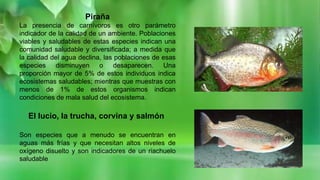Piraña
La presencia de carnívoros es otro parámetro
indicador de la calidad de un ambiente. Poblaciones
viables y saludables de estas especies indican una
comunidad saludable y diversificada; a medida que
la calidad del agua declina, las poblaciones de esas
especies disminuyen o desaparecen. Una
proporción mayor de 5% de estos individuos indica
ecosistemas saludables; mientras que muestras con
menos de 1% de estos organismos indican
condiciones de mala salud del ecosistema.
El lucio, la trucha, corvina y salmón
Son especies que a menudo se encuentran en
aguas más frías y que necesitan altos niveles de
oxígeno disuelto y son indicadores de un riachuelo
saludable
 