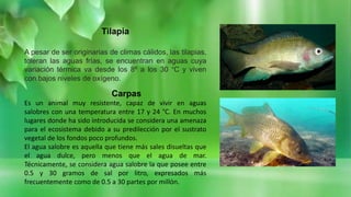 Tilapia
A pesar de ser originarias de climas cálidos, las tilapias,
toleran las aguas frías, se encuentran en aguas cuya
variación térmica va desde los 8º a los 30 °C y viven
con bajos niveles de oxígeno.
Carpas
Es un animal muy resistente, capaz de vivir en aguas
salobres con una temperatura entre 17 y 24 °C. En muchos
lugares donde ha sido introducida se considera una amenaza
para el ecosistema debido a su predilección por el sustrato
vegetal de los fondos poco profundos.
El agua salobre es aquella que tiene más sales disueltas que
el agua dulce, pero menos que el agua de mar.
Técnicamente, se considera agua salobre la que posee entre
0.5 y 30 gramos de sal por litro, expresados más
frecuentemente como de 0.5 a 30 partes por millón.
 