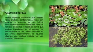 PLANTAS HIDRÓFILAS
Existen especies hidrofílicas que pueden
indicar grados de contaminación, ya que son
capaces de acumular en sus tejidos
importantes cantidades de metales pesados
incluidos elementos radioactivos por lo que
resultan importantes en el proceso de
descontaminación del medio acuático en
que viven, especialmente en aquellos
efluentes que reciben material de uso
industrial o doméstico.
 