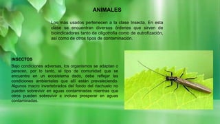 ANIMALES
Los más usados pertenecen a la clase Insecta. En esta
clase se encuentran diversos órdenes que sirven de
bioindicadores tanto de oligotrofia como de eutrofización,
así como de otros tipos de contaminación.
INSECTOS
Bajo condiciones adversas, los organismos se adaptan o
perecen, por lo tanto, el tipo de comunidad que se
encuentre en un ecosistema dado, debe reflejar las
condiciones ambientales que allí están prevaleciendo.
Algunos macro invertebrados del fondo del riachuelo no
pueden sobrevivir en aguas contaminadas mientras que
otros pueden sobrevivir e incluso prosperar en aguas
contaminadas.
 