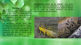 Plecópteros
Importantes miembros de
los sistemas acuáticos, prefieren las aguas
frías y con altas concentraciones de
oxígeno, se establecen debajo de piedras,
entre vegetación o en las orillas de los
estanques, presentan una enorme
plasticidad alimentaria.
Los plecópteros también tienen esas
prolongaciones (filamentosas) en el tórax y
los cigópteros laminares, en su extremo
caudal. Se ha encontrado que este tipo de
estructuras es más desarrollado en
organismos que viven en medios donde
hay deficiencia de oxígeno y menos
desarrollados en aguas bien oxigenadas.
Anacroneuria (mosca de las piedras): como grupo
sensible a condiciones deficientes de oxígeno disuelto en
cuerpos de agua receptoras de carga orgánica residual.
Por tal razón, los estados inmaduros son buenos
indicadores de la calidad de agua.
 
