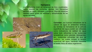 Hemíptera
Los hemípteros viven en remansos de ríos y quebradas;
pocos resisten las corrientes rápidas. Son frecuentes
también en lagos, ciénagas y pantanos. Algunas especies
resisten cierto grado de salinidad y temperaturas de las
aguas termales.
Corixidae: son buenos indicadores de la
calidad de agua en ambientes lenticos;
las familias de hemípteros de la película
superficial del agua pueden ser utilizadas
como indicadores de calidad de agua
sobre todo referentes a las sustancias
tensoactivas como jabones, detergentes,
etc., sustancias activantes del azul de
metileno, los cuales rompen la tensión
superficial del agua, haciendo imposible
el sostén físico de estos organismos.
 