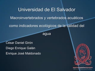 Universidad de El Salvador
Macroinvertebrados y vertebrados acuáticos
como indicadores ecológicos de la calidad del
agua
César Daniel Girón
Diego Enrique Galán
Enrique José Maldonado

 