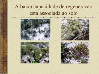 A baixa capacidade de regeneração
      está associada ao solo
 