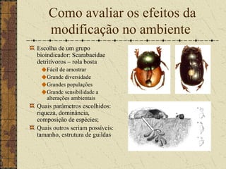 Como avaliar os efeitos da
    modificação no ambiente
Escolha de um grupo
bioindicador: Scarabaeidae
detritívoros – rola bosta
   Fácil de amostrar
   Grande diversidade
   Grandes populações
   Grande sensibilidade a
   alterações ambientais
Quais parâmetros escolhidos:
riqueza, dominância,
composição de espécies;
Quais outros seriam possíveis:
tamanho, estrutura de guildas
 