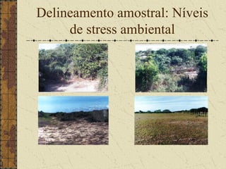 Delineamento amostral: Níveis
     de stress ambiental
 