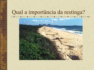 Qual a importância da restinga?
 