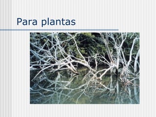 Para plantas
 