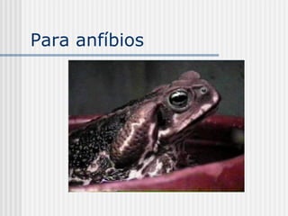 Para anfíbios
 