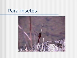 Para insetos
 