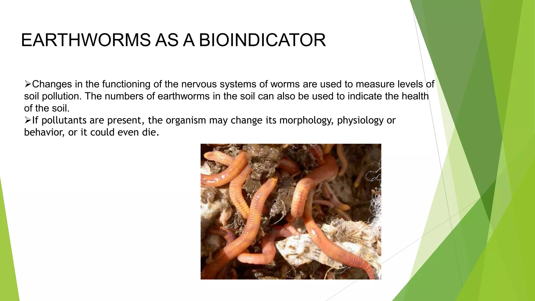 Changes in the functioning of the nervous systems of worms are used to measure levels of
soil pollution. The numbers of earthworms in the soil can also be used to indicate the health
of the soil.
If pollutants are present, the organism may change its morphology, physiology or
behavior, or it could even die.
EARTHWORMS AS A BIOINDICATOR
 