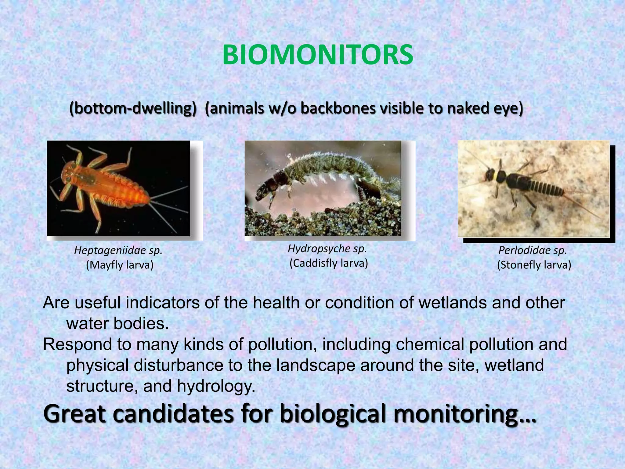 Bioindicators and biomonitors. pptx | PPTX