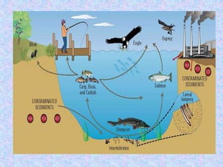 Bioindicators and biomonitors. pptx | PPTX