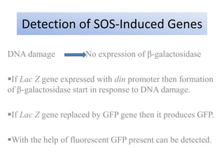 Detection of SOS-Induced Genes
DNA damage No expression of β-galactosidase
If Lac Z gene expressed with din promoter then formation
of β-galactosidase start in response to DNA damage.
If Lac Z gene replaced by GFP gene then it produces GFP.
With the help of fluorescent GFP present can be detected.
 