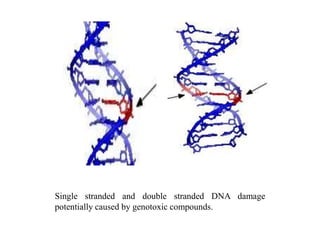 Single stranded and double stranded DNA damage
potentially caused by genotoxic compounds.
 