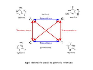 Types of mutations caused by genotoxic compounds
 