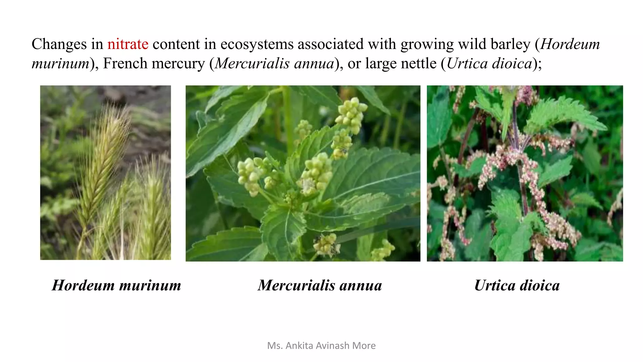 Changes in nitrate content in ecosystems associated with growing wild barley (Hordeum
murinum), French mercury (Mercurialis annua), or large nettle (Urtica dioica);
Hordeum murinum Mercurialis annua Urtica dioica
Ms. Ankita Avinash More
 