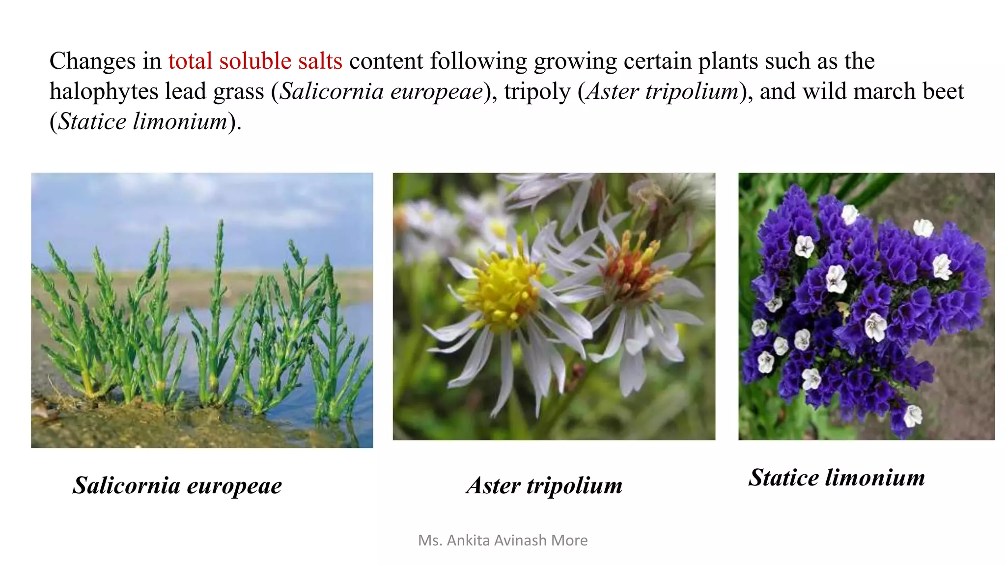 Changes in total soluble salts content following growing certain plants such as the
halophytes lead grass (Salicornia europeae), tripoly (Aster tripolium), and wild march beet
(Statice limonium).
Salicornia europeae Aster tripolium Statice limonium
Ms. Ankita Avinash More
 