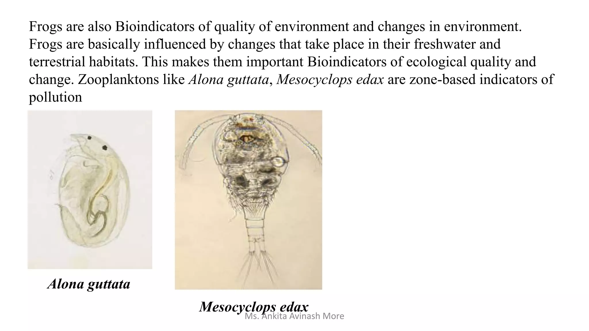 Frogs are also Bioindicators of quality of environment and changes in environment.
Frogs are basically influenced by changes that take place in their freshwater and
terrestrial habitats. This makes them important Bioindicators of ecological quality and
change. Zooplanktons like Alona guttata, Mesocyclops edax are zone-based indicators of
pollution
Alona guttata
Mesocyclops edax
Ms. Ankita Avinash More
 