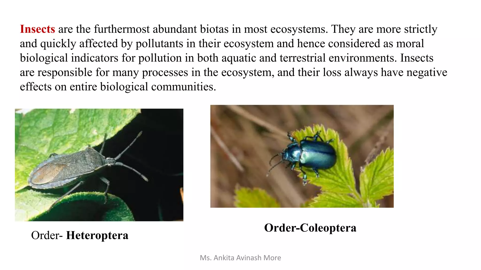 Insects are the furthermost abundant biotas in most ecosystems. They are more strictly
and quickly affected by pollutants in their ecosystem and hence considered as moral
biological indicators for pollution in both aquatic and terrestrial environments. Insects
are responsible for many processes in the ecosystem, and their loss always have negative
effects on entire biological communities.
Order- Heteroptera
Order-Coleoptera
Ms. Ankita Avinash More
 