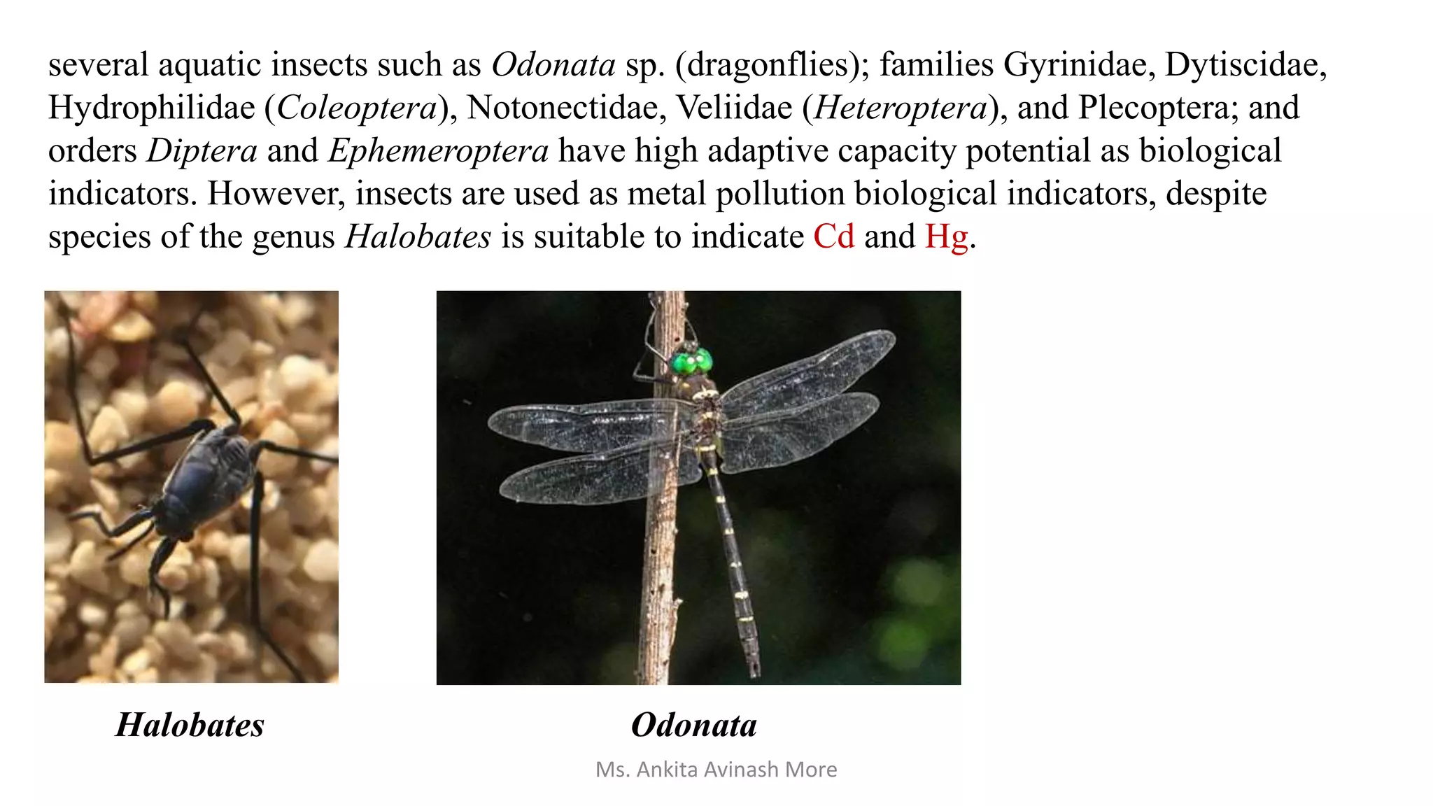 several aquatic insects such as Odonata sp. (dragonflies); families Gyrinidae, Dytiscidae,
Hydrophilidae (Coleoptera), Notonectidae, Veliidae (Heteroptera), and Plecoptera; and
orders Diptera and Ephemeroptera have high adaptive capacity potential as biological
indicators. However, insects are used as metal pollution biological indicators, despite
species of the genus Halobates is suitable to indicate Cd and Hg.
Halobates Odonata
Ms. Ankita Avinash More
 
