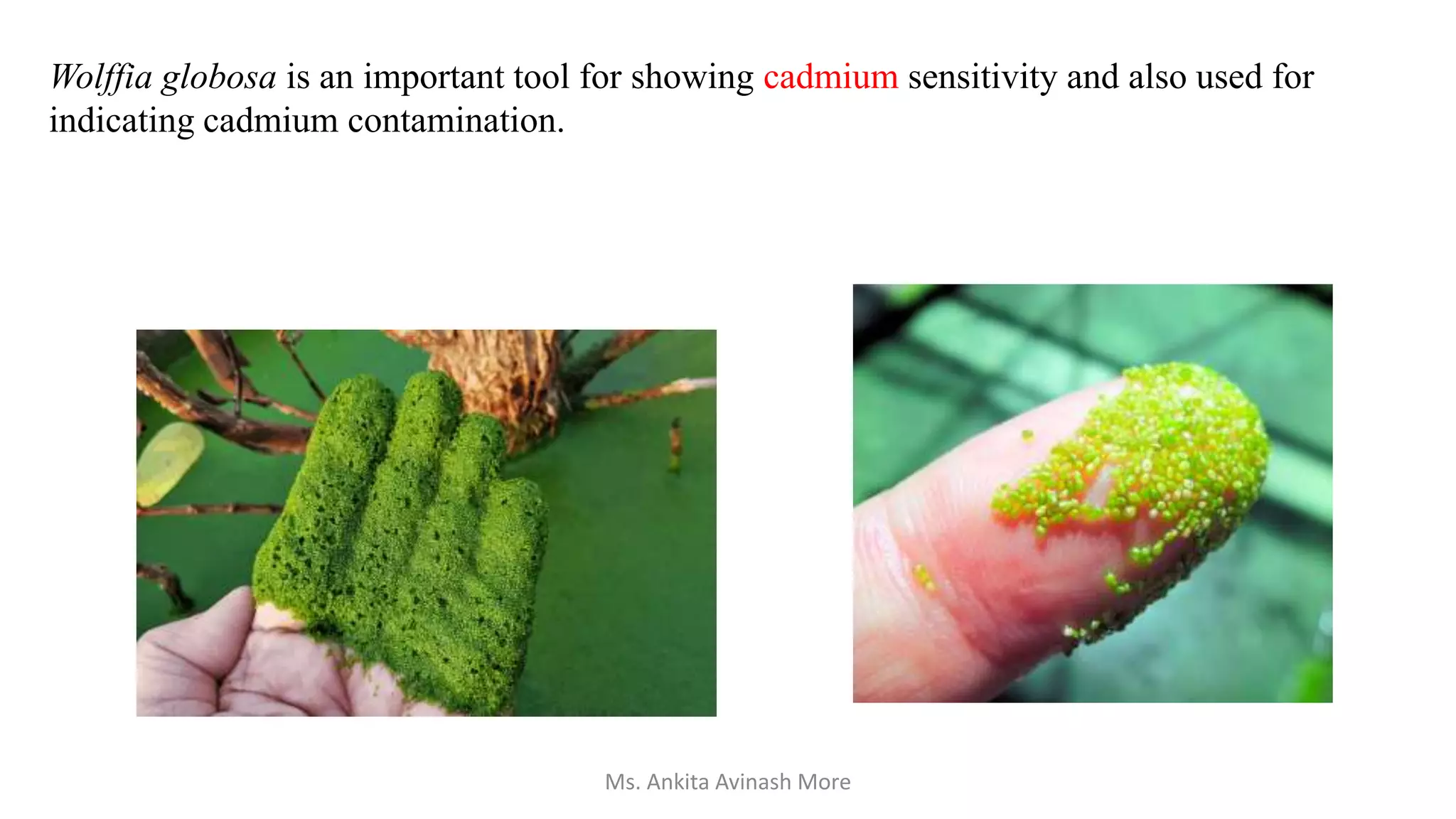 Wolffia globosa is an important tool for showing cadmium sensitivity and also used for
indicating cadmium contamination.
Ms. Ankita Avinash More
 