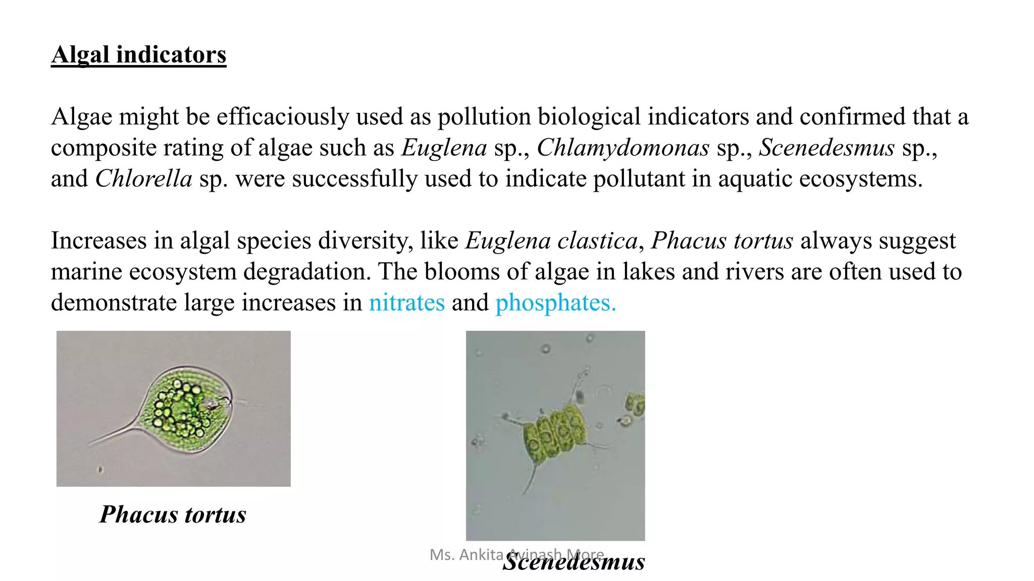 Algal indicators
Algae might be efficaciously used as pollution biological indicators and confirmed that a
composite rating of algae such as Euglena sp., Chlamydomonas sp., Scenedesmus sp.,
and Chlorella sp. were successfully used to indicate pollutant in aquatic ecosystems.
Increases in algal species diversity, like Euglena clastica, Phacus tortus always suggest
marine ecosystem degradation. The blooms of algae in lakes and rivers are often used to
demonstrate large increases in nitrates and phosphates.
Phacus tortus
Scenedesmus
Ms. Ankita Avinash More
 