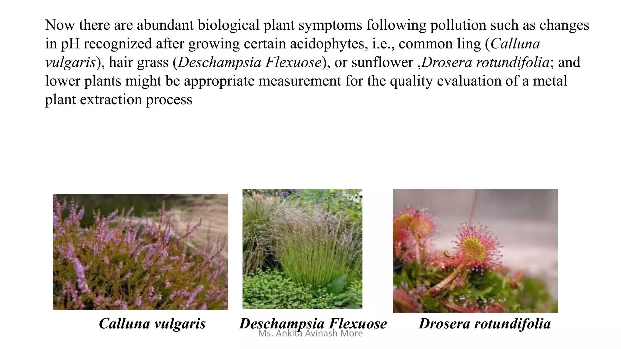 Now there are abundant biological plant symptoms following pollution such as changes
in pH recognized after growing certain acidophytes, i.e., common ling (Calluna
vulgaris), hair grass (Deschampsia Flexuose), or sunflower ,Drosera rotundifolia; and
lower plants might be appropriate measurement for the quality evaluation of a metal
plant extraction process
Calluna vulgaris Deschampsia Flexuose Drosera rotundifolia
Ms. Ankita Avinash More
 