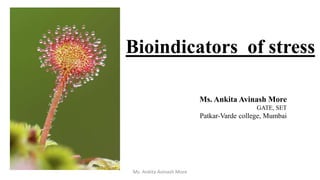 Bioindicators of stress
Ms. Ankita Avinash More
GATE, SET
Patkar-Varde college, Mumbai
Ms. Ankita Avinash More
 