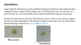 Bioindicators Slide.pptx