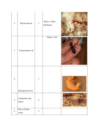 2 Myrmecodia sp 2
Warna : Coklat
Kehitaman
3 Technomyrmex sp
Tekstur : Liat
4
Hydropsyche larva
7
5
Coptotermes spp.
Queen
8
6
Dero, a bristle
worm
2
 