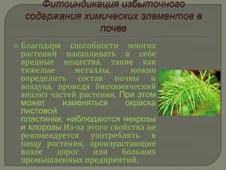    Благодаря способности многих
    растений накапливать в себе
    вредные вещества, такие как
    тяжелые      металлы,      можно
    определить состав почвы и
    воздуха, проведя биохимический
    анализ частей растения. При этом
    может     изменяться      окраска
    листовой
    пластинки, наблюдаются некрозы
    и хлорозы.Из-за этого свойства не
    рекомендуется употреблять в
    пищу растения, произрастающие
    возле    дорог    или    больших
    промышленных предприятий.
 