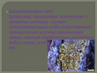  Биоиндикаторы-  это
 организмы, присуствие, количество и
 развитие которые служат
 показателем каких-либо естественных
 процессов или условий окружающей
 земли, наличия определенных веществ в
 воде и почве, степени загрязненности и
 тд.
 