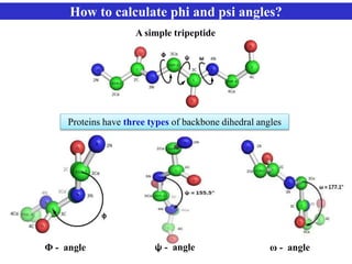 How to calculate phi and psi angles?
A simple tripeptide
Φ - angle ψ - angle ω - angle
Proteins have three types of backbone dihedral angles
 