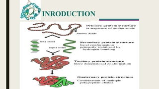  Primary structure (Amino acid sequence)
↓
Secondary structure （α-helix, β-sheet）
↓
Tertiary structure （Three-dimensional
structure formed by assembly of secondary
structures）
↓
Quaternary structure （Structure formed by
more than one polypeptide chains）
INRODUCTION
 