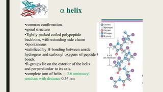  helix
•common confirmation.
•spiral structure
•Tightly packed coiled polypeptide
backbone, with extending side chains
•Spontaneous
•stabilized by H-bonding between amide
hydrogens and carbonyl oxygens of peptide
bonds.
•R-groups lie on the exterior of the helix
and perpendicular to its axis.
•complete turn of helix —3.6 aminoacyl
residues with distance 0.54 nm
 