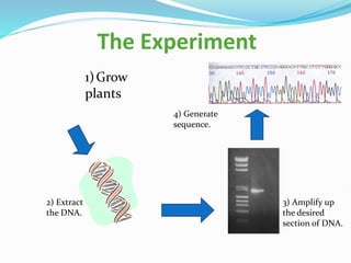 The Experiment
1)Grow
plants
2) Extract
the DNA.
3) Amplify up
the desired
section of DNA.
4) Generate
sequence.
 