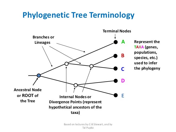 what do the branch points on a phylogenetic tree represent