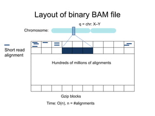 Layout of binary BAM file
Short read
alignment
Hundreds of millions of alignments
Gzip blocks
Time: O(n), n = #alignments
q = chr: X–Y
Chromosome:
 