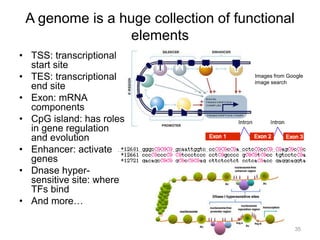 A genome is a huge collection of functional
elements
• TSS: transcriptional
start site
• TES: transcriptional
end site
• Exon: mRNA
components
• CpG island: has roles
in gene regulation
and evolution
• Enhancer: activate
genes
• Dnase hyper-
sensitive site: where
TFs bind
• And more…
Images from Google
image search
35
 