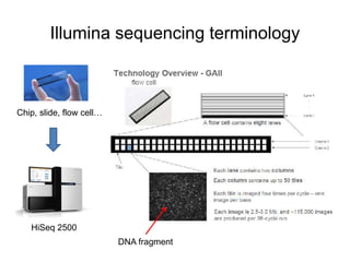 Illumina sequencing terminology
Chip, slide, flow cell…
HiSeq 2500
DNA fragment
 