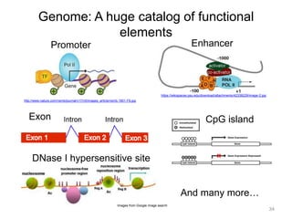Genome: A huge catalog of functional 
elements 
34 
Promoter 
http://www.nature.com/nsmb/journal/v17/n5/images_article/nsmb.1801-F6.jpg 
Enhancer 
https://wikispaces.psu.edu/download/attachments/42338229/image-2.jpg 
Exon CpG island 
DNase I hypersensitive site 
And many more… 
Images from Google image search 
 