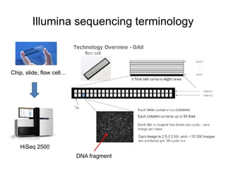 Illumina sequencing terminology 
Chip, slide, flow cell… 
HiSeq 2500 
DNA fragment 
 