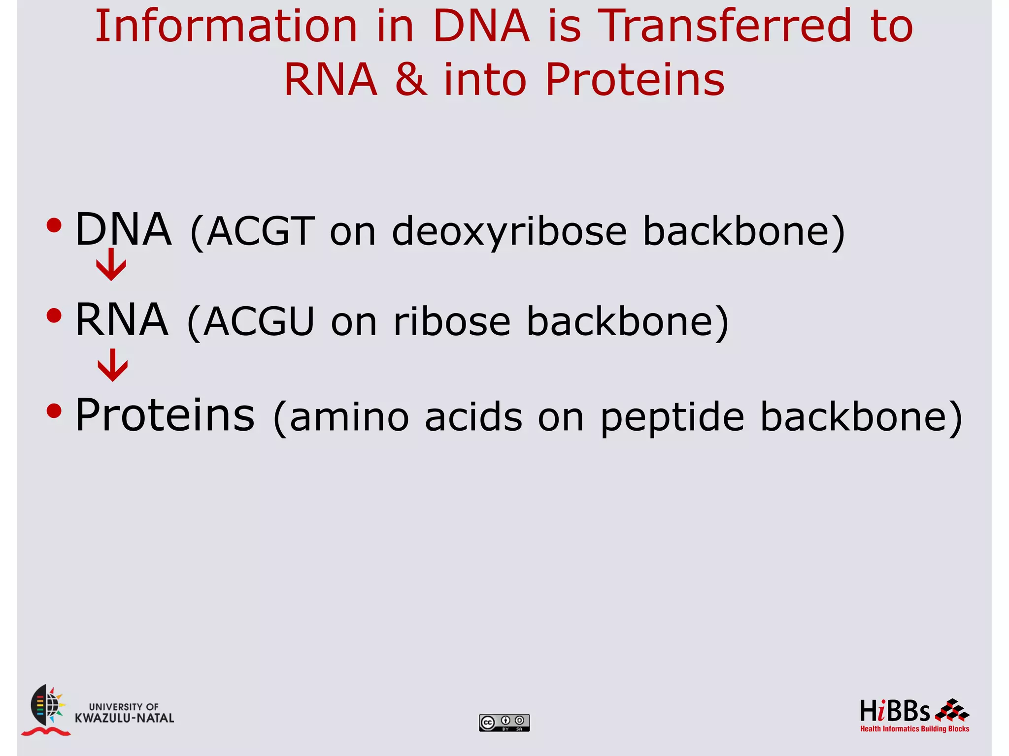 Information in DNA is Transferred to
         RNA & into Proteins


 DNA (ACGT on deoxyribose backbone)
  




 RNA (ACGU on ribose backbone)
  




 Proteins (amino acids on peptide backbone)
 