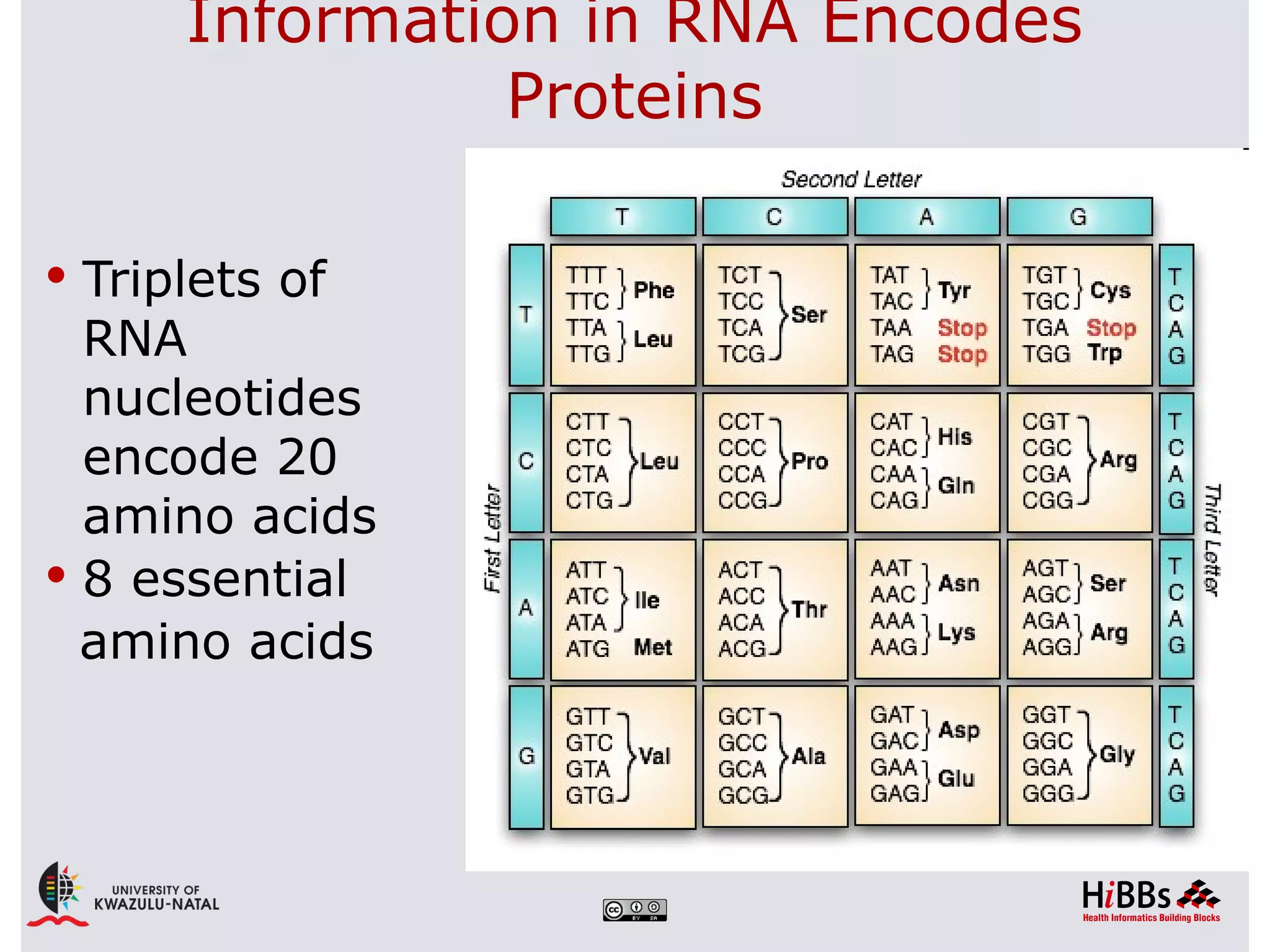 Information in RNA Encodes
                Proteins

 Triplets of
  RNA
  nucleotides
  encode 20
  amino acids
 8 essential
  amino acids
 